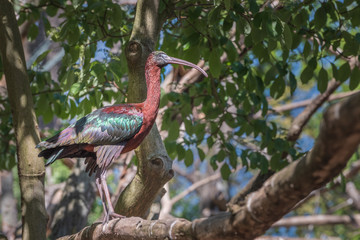 Glossy ibis, Plegadis falcinellus is on the branch between green leaves. Nature landscape