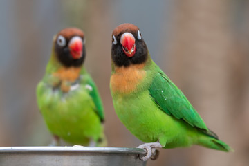 A Pair of lovebirds Eating Food