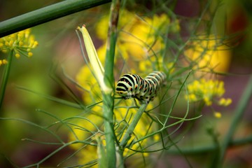 A portrait of a caterpillar on a green blade of grass between some yellow flowers. When it grows up it will be a koninginnenpage butterfly.