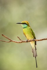 The blue-tailed bee-eater (Merops philippinus) perching on branch, colorful bird on clear background, Yala National Park, Sri Lanka, exotic birdwatching in Asia,bird in natural environment