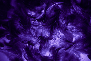 Beautiful abstract pink and purple feathers on darkness background and colorful soft white blue feather texture pattern