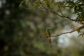 The blue-tailed bee-eater (Merops philippinus) perching on branch, colorful bird on clear background, Yala National Park, Sri Lanka, exotic birdwatching in Asia,bird in natural environment