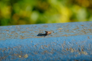Fliege makro Tagesfliege Insekt Tiermakto in der Sonne auf blauem Brückengeländer schönes Bokeh grün blau