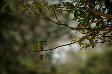 The blue-tailed bee-eater (Merops philippinus) perching on branch, colorful bird on clear background, Yala National Park, Sri Lanka, exotic birdwatching in Asia,bird in natural environment