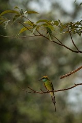 The blue-tailed bee-eater (Merops philippinus) perching on branch, colorful bird on clear background, Yala National Park, Sri Lanka, exotic birdwatching in Asia,bird in natural environment