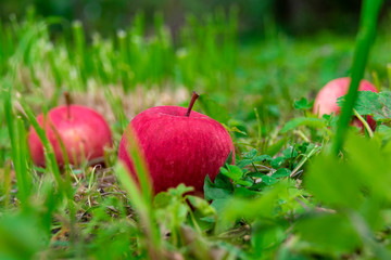Red apples on the grass under the apple tree. Autumn background - fallen red apples on green grass land in the garden. Red apples on the grass under the apple tree