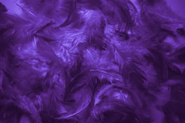 Fototapety  Beautiful abstract pink and purple feathers on black background and colorful soft white blue feather texture pattern