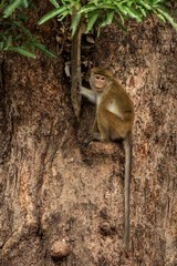 Toque macaque (Macaca sinica) monkeys are a group of Old World monkeys native to the Indian subcontinent, monkey sitting on tree,  Wilpattu National Park, Sri Lanka, exotic adventure in Asia