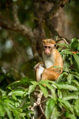 Toque macaque (Macaca sinica) monkeys are a group of Old World monkeys native to the Indian subcontinent, monkey sitting on tree,  Wilpattu National Park, Sri Lanka, exotic adventure in Asia