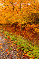 Beautiful rural ride in autumn time in dark forest
