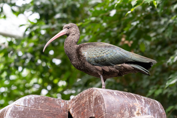 Puna Ibis Standing on a Wooden Post