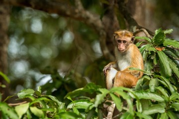Toque macaque (Macaca sinica) monkeys are a group of Old World monkeys native to the Indian subcontinent, monkey sitting on tree,  Wilpattu National Park, Sri Lanka, exotic adventure in Asia