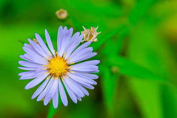 Obraz premium Small purple wild flower a daisy on a green blurred grass background. Natural background for the project and design. natural postcard, copy space.