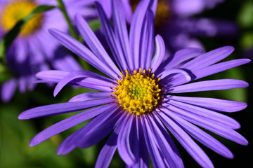 Obraz premium Close up of purple glowing asters with yellow pollen blooming on a meadow in autumn