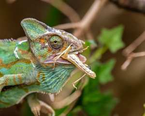 Chameleon Trying to Cattch a Grasshopper © Ian