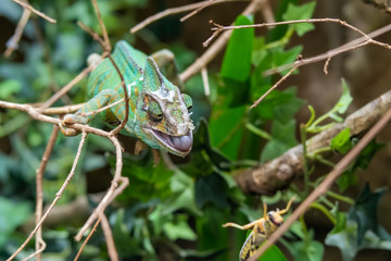 Chameleon Trying to Cattch a Grasshopper