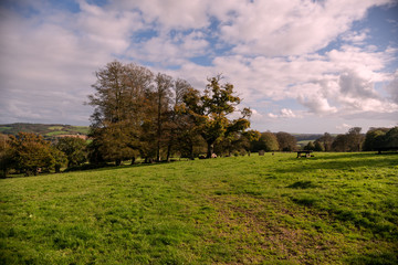 Autumn sky with golden autumn coloured trees in October
