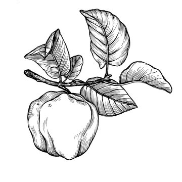 A branch of ripe quince (cytonia) fruit with leaves. Black and white outline illustration hand drawn work isolated on white background.