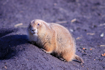 prairie dog in the zoo