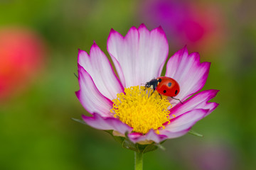 The ladybug sits on a flower petal