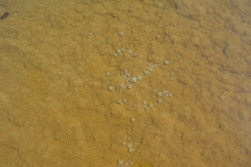 Crystals of Dead Sea 