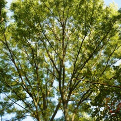 tree in the sky