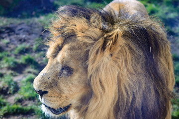 lion in zoo