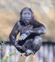 baby gorilla in the zoo