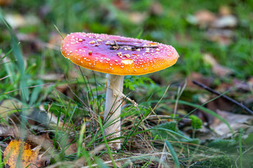 poisonous Red Mushroom Fly Agaric