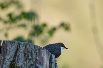 White-Throated Dipper watching over the nest area
