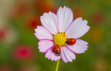 Obraz premium seven-spot ladybird, Coccinella septempunctata on a flower