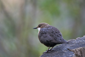 White-Throated Dipper admiring the landscape