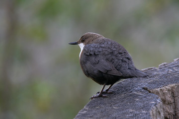 Obraz premium White-Throated Dipper resting a little before the continuous hunt