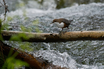 White-Throated Dipper taking a look before entering the nest