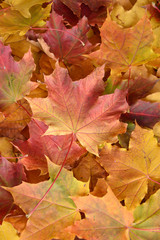 The orange yellow and red maple leafs background