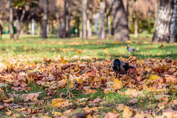 Crows in the autumn park