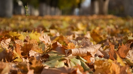 Ground covered with fallen leaves foliage. autumn landscape with bright colorful leaves. Indian summer.