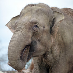 Fototapeta na wymiar Big Indian Elephant animal on background