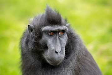 Crested macaque on background, close up