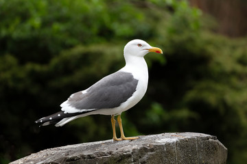 sea gull bird on background, close up