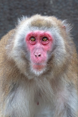 Close up portrait of a Japanese macaque
