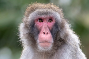 Close up portrait of a Japanese macaque