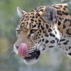 Closeup portrait of Jaguar on blurred background