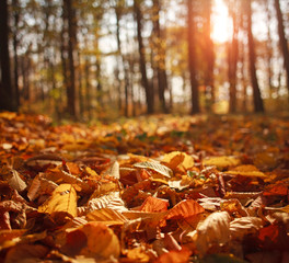 Autumn forest landscape yellowed foliage of trees in sunset light