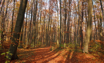 Autumn forest landscape yellowed foliage of trees in sunset light