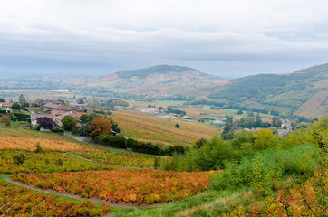 Fototapeta na wymiar Beaujolais vineyard at fall