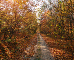 Fototapeta na wymiar Autumn forest landscape yellowed foliage of trees in sunset light