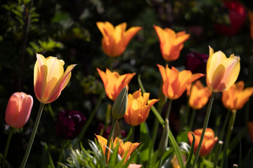beautiful tulips on background,close up
