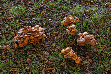 Large group of mushrooms growing in October in Cornwall