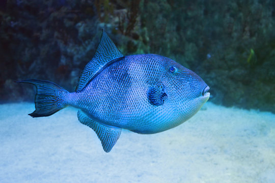 Blue triggerfish (pseudobalistes fuscus).